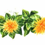 紅花籽油