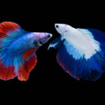 兩隻半月鬥魚